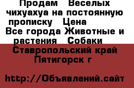 Продам.  Веселых чихуахуа на постоянную прописку › Цена ­ 8 000 - Все города Животные и растения » Собаки   . Ставропольский край,Пятигорск г.